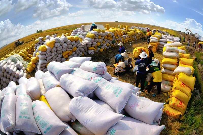 Récolte du riz à Tam Nông, dans la province de Dông Thap. Photo: NDEL