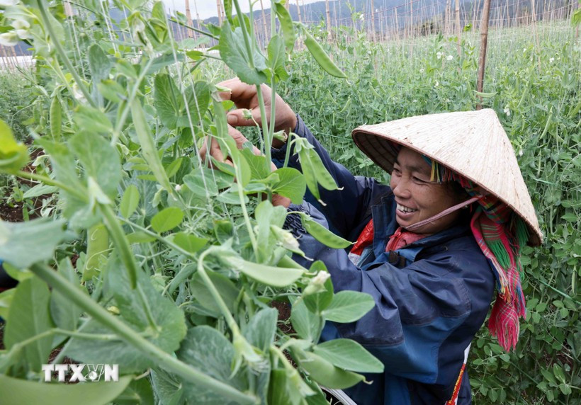Les modèles de production agricole performants ont aidé les ménages pauvres et quasi-pauvres à appliquer la science et la technologie, améliorant ainsi la productivité et la qualité des produits. Photo : VietnamPlus