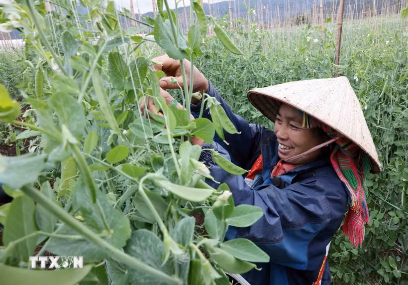 Les modèles de production agricole performants ont aidé les ménages pauvres et quasi-pauvres à appliquer la science et la technologie, améliorant ainsi la productivité et la qualité des produits. Photo : VietnamPlus