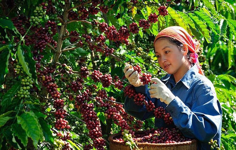 Une agricultrice récoltant du café. Photo : vietnamdecouverte.com