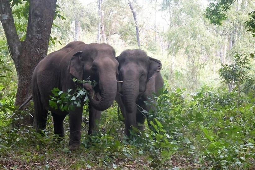 Éléphants au Parc national de Yok Dôn (Hauts plateaux du Centre). Photo : CTV