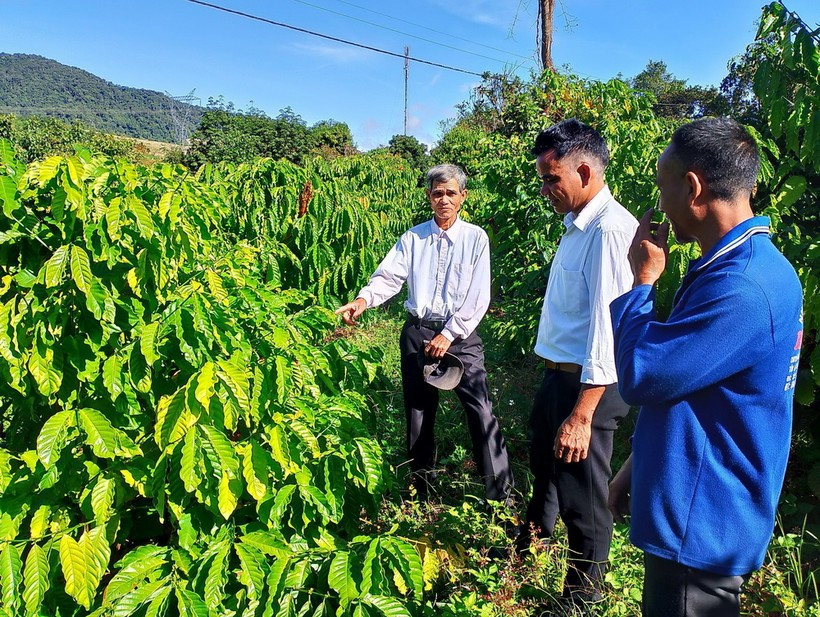 Des minorités ethniques apprennent à planter et à entretenir des caféiers. Photo : VNA