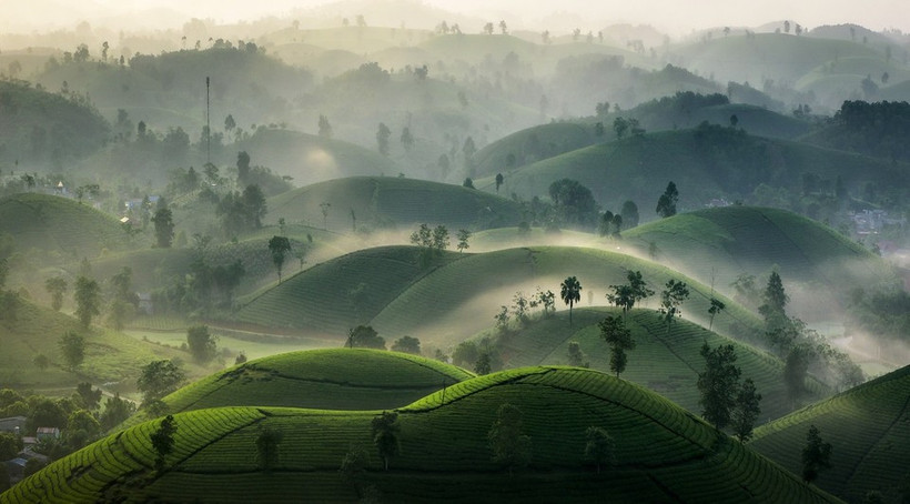 À la fin de l'automne-début de l'hiver, les collines de thé de Long Côc sont souvent cachées dans un épais brouillard. Au petit matin, le paysage devient plus attrayant. Photo: VnExpress