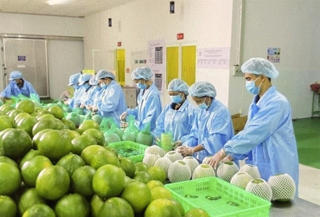  Emballage de pamplemousses à peau verte pour l’exportation. Photo : VNA