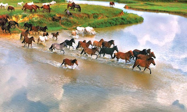 La ferme équestre de Ba Vân abrite de nombreuses races de chevaux reconnues pour leur diversité, leur robustesse et leurs aptitudes variées. Photo: gaohouse.vn