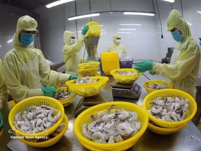 Transformation de crevettes congelées pour l'exportation dans l'usine du groupe Minh Phu, dans la province de Hâu Giang. Photo : VNA