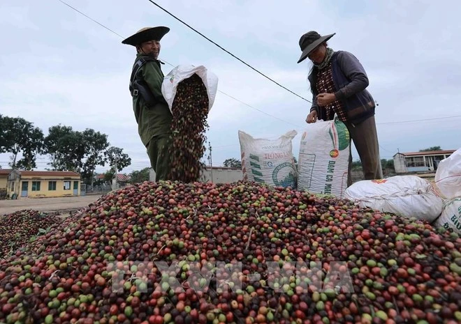 Des agriculteurs récoltent des grains de café dans la ville de Buôn Ma Thuôt, dans la province de Dak Lak, dans les Hauts Plateaux du Centre. Photo : VNA