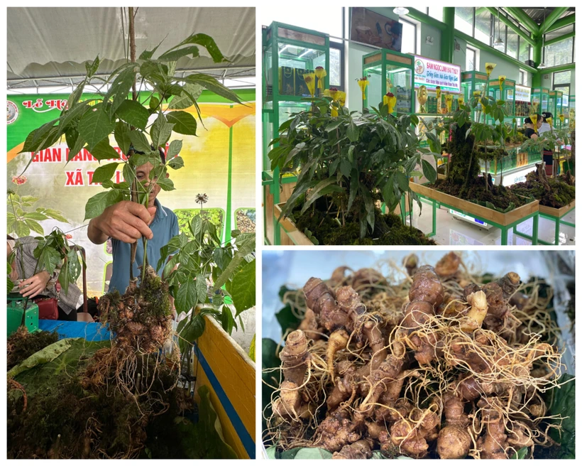 Le ginseng de Ngoc Linh (Panax vietnamensis). Photo: CVN