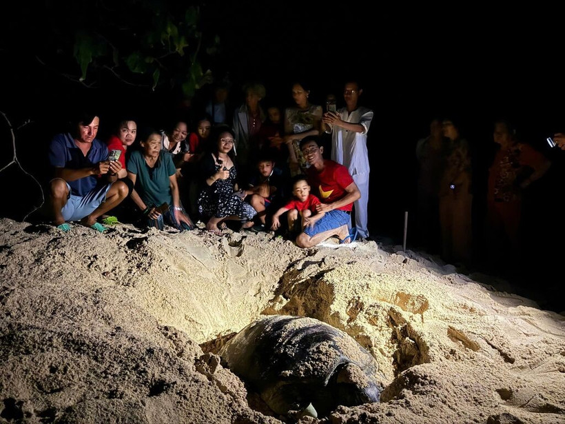 Les touristes aiment participer à la visite pour découvrir les tortues marines en train de pondre leurs œufs. Photo: VNA