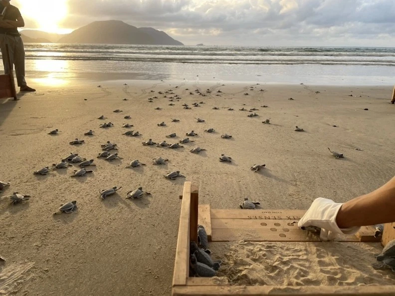 Une expérience émouvante de relâcher des bébés tortues vers la mer. Photo : Six Senses Côn Dao