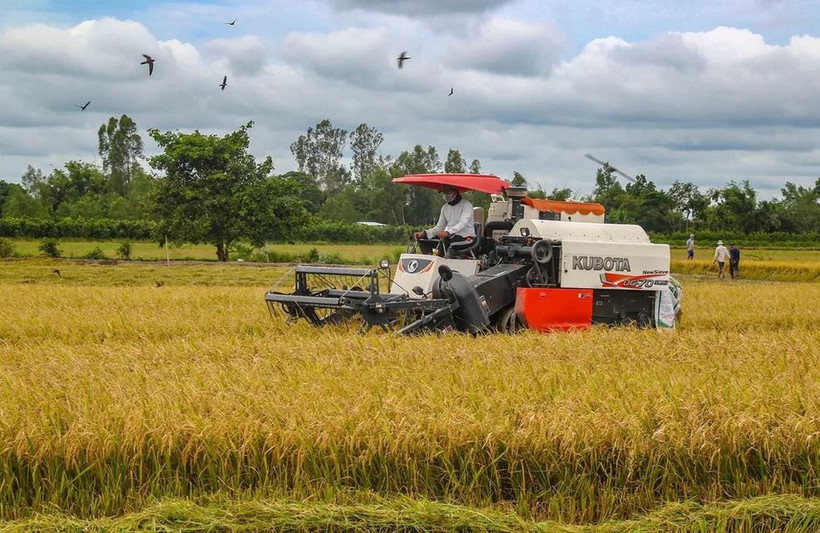 Des agriculteurs récoltent du riz dans la commune de Thoi Lai, ville de Cân Tho, dans le delta du Mékong. Photo : VNA