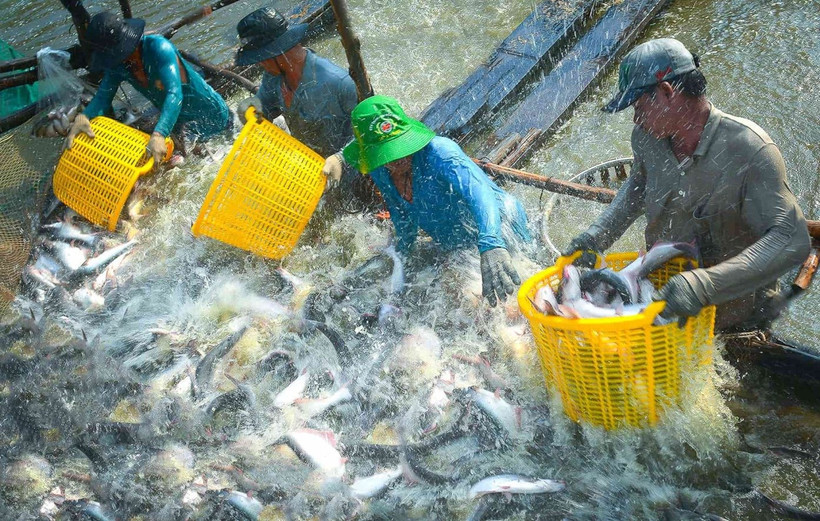 Récolte des pangasius à Dông Thap. Photo: Kinh tế Sài Gòn 