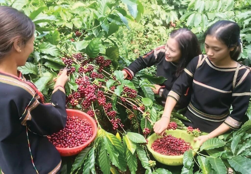 Récolte du café dans une plantation à Buôn Ma Thuôt, province de Dak Lak (Hauts Plateaux du Centre). Photo : VN
