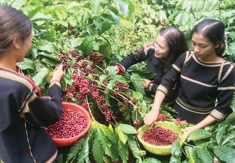 Récolte du café dans une plantation à Buôn Ma Thuôt, province de Dak Lak (Hauts Plateaux du Centre). Photo : VN