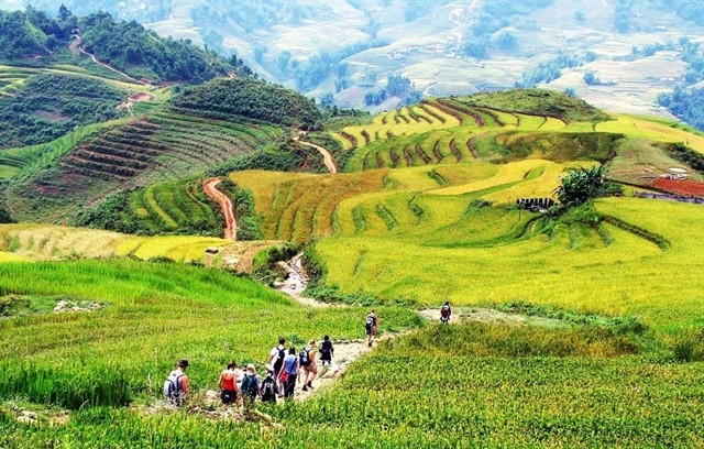 Des touristes étrangers font une randonnée à Sa Pa, au cœur de la zone touristique nationale. Photo : toptentravel.com.vn