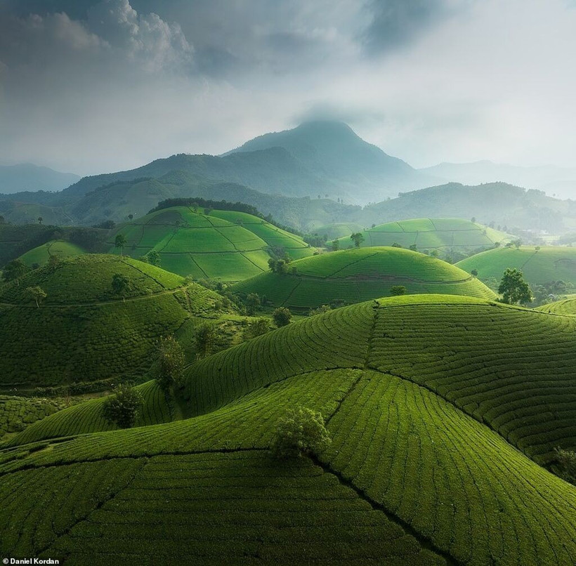 Les collines ondulantes de la vallée de théiers de Long Côc, dans la province de Phu Tho (Nord). Photo: Daniel Kordan 