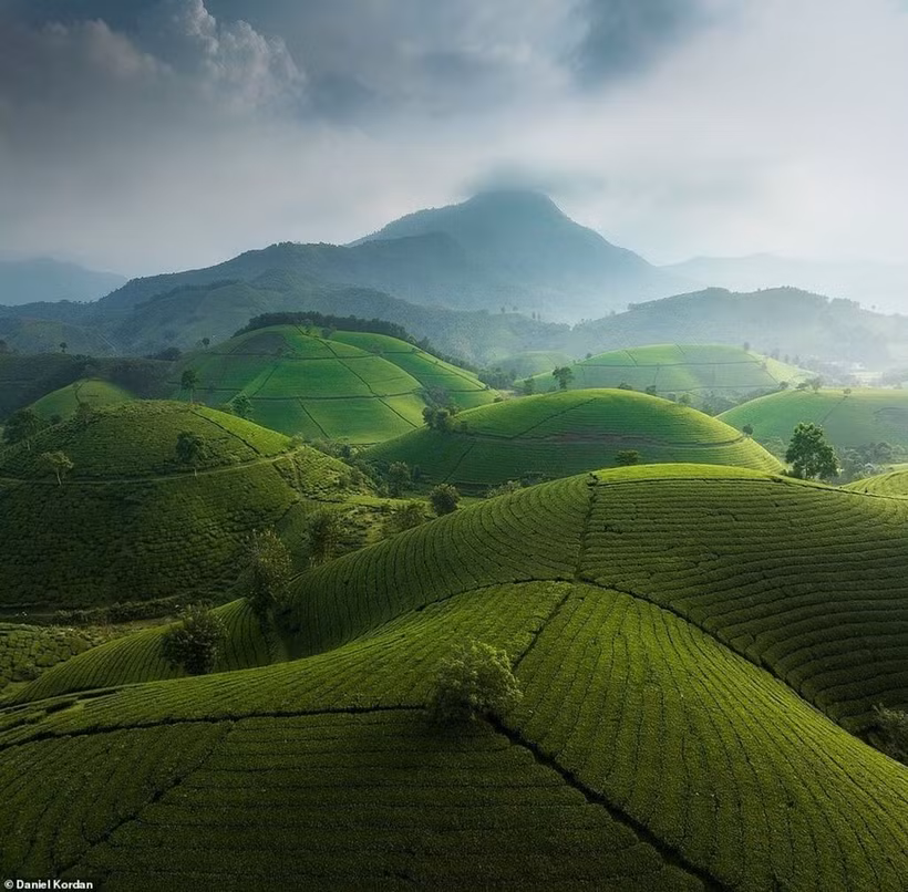 Les collines ondulantes de la vallée de théiers de Long Côc, dans la province de Phu Tho (Nord). Photo: Daniel Kordan 