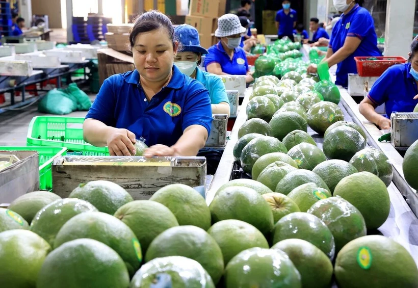 Emballage de pamplemousses à peau verte pour l'exportation. Photo : VNA