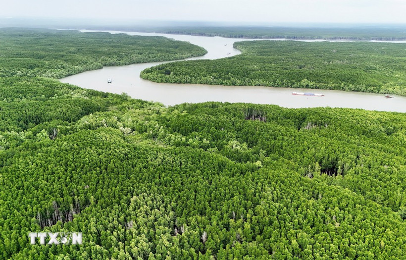 La forêt de mangroves de Can Gio est devenue la première réserve de biosphère du Vietnam reconnue par l'UNESCO en 2000. Photo: VNA