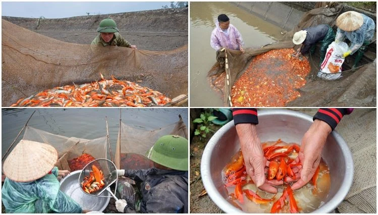 Récolte des carpes rouges en prévision du culte des Génies du Foyer. Photo: VNP