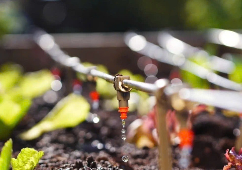 L'irrigation de précision permet de contrôler efficacement la salinité de la zone racinaire, créant ainsi des conditions favorables à une croissance stable des plantes. Photo : Journal "Agriculture et Environnement"