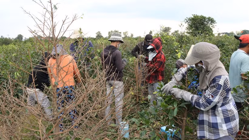 Les ouvriers saisonniers enlèvent les feuilles des abricotiers à Binh Loi. Photo: CVN