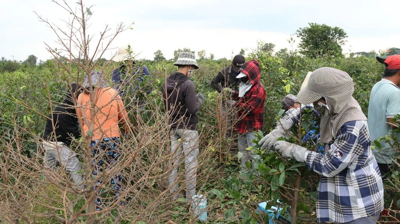 Les ouvriers saisonniers enlèvent les feuilles des abricotiers à Binh Loi. Photo: CVN