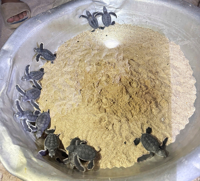 Les bébés tortues fraîchement écloses. Photo : commune de Nhon Châu