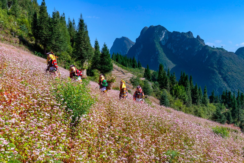 En saison de floraison des sarrasins, la couleur rose des fleurs de sarrasin s'étend sur les champs, perchées sur les rochers acerbes, derrière les anciens villages de Hà Giang, dans la province de Tuyên Quang. Photo: VnExpress