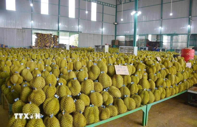 Le Vietnam a exporté pour 3,4 milliards de dollars de durians vers des pays étrangers en 2024. Photo : VNA