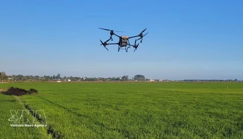 Pulvérisation aérienne des pesticides par drones sur une rizière dans la commune de Long Diên, à Hô Chi Minh-Ville. Photo : VNA