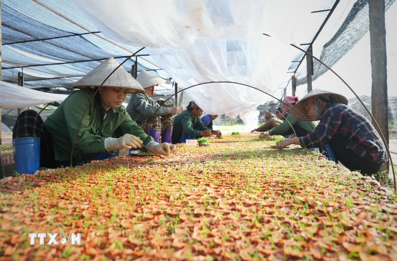 Des ouvrières cultivent des semis dans la pépinière d'une entreprise. Photo: VNA
