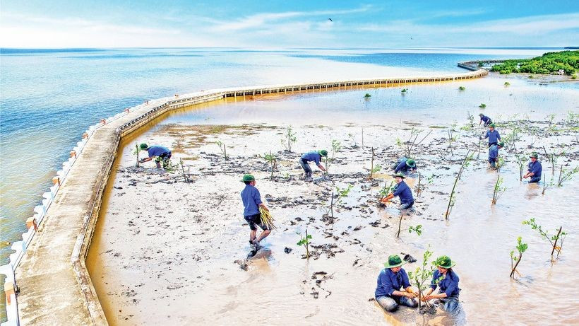 Plantation de forêts à l'intérieur des digues pour créer un « mur vert » protégeant solidement la côte ouest. Photo : NDEL