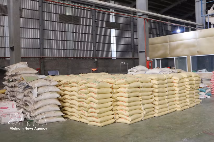 La ville de Cân Tho compte environ 390.000 hectares de terres rizicoles, produisant 4,6 millions de tonnes de paddy, soit l'équivalent d'environ 3 millions de tonnes de riz. Photo : VNA