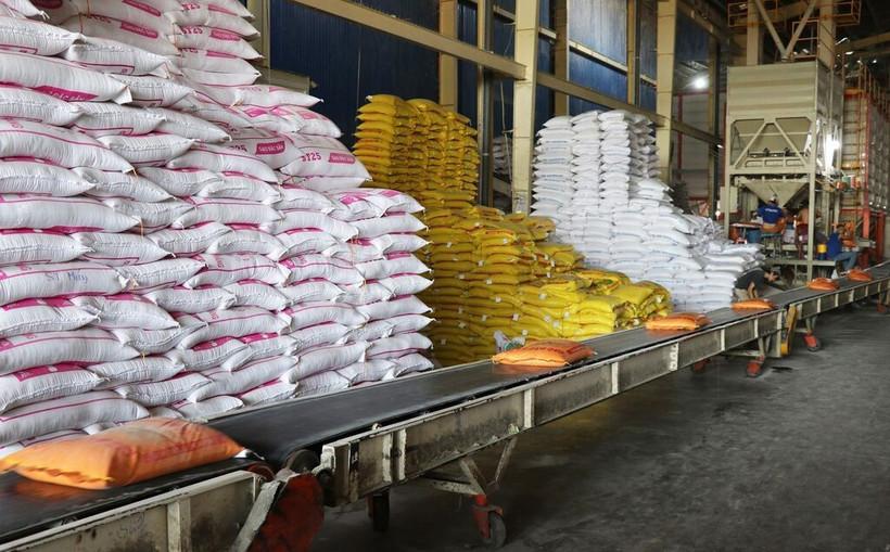 Malgré ce contexte mondial difficile, le riz vietnamien a vu ses prix augmenter d’environ 10 dollars la tonne au début du mois d’août, principalement grâce à une forte demande des importateurs philippins qui anticipent une suspension temporaire des importations de 60 jours, à partir du 1er septembre. Photo: VNA