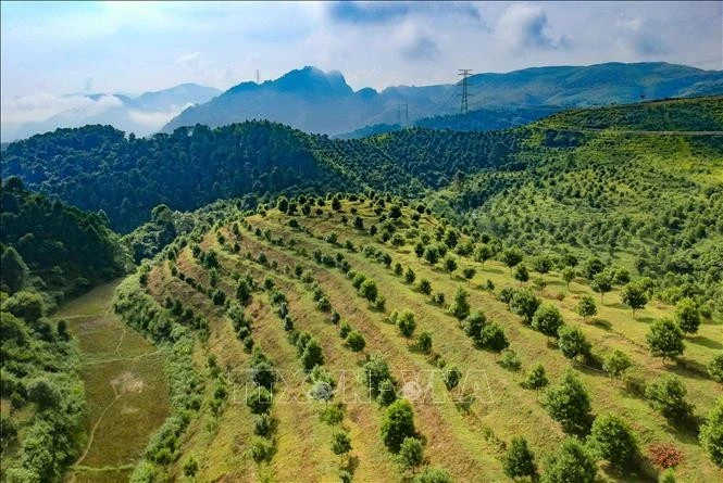 Zone de plantation de macadamia dans la commune de Quai Nua, district de Tuân Giao, province de Diên Biên. Photo: VNA