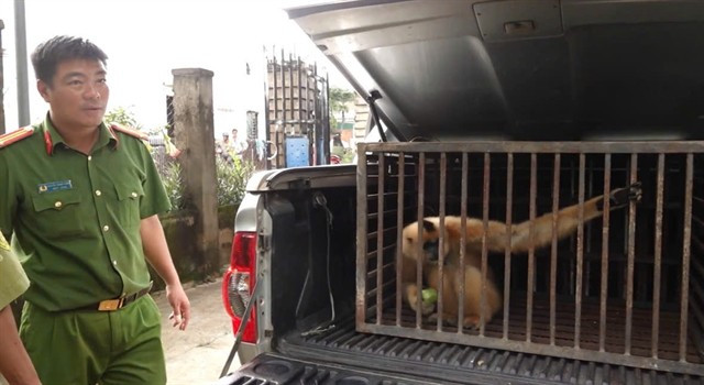 Ce gibbon à joues jaunes sera relâché dans la nature, conformément à la réglementation. Photo : gracieuseté de la police