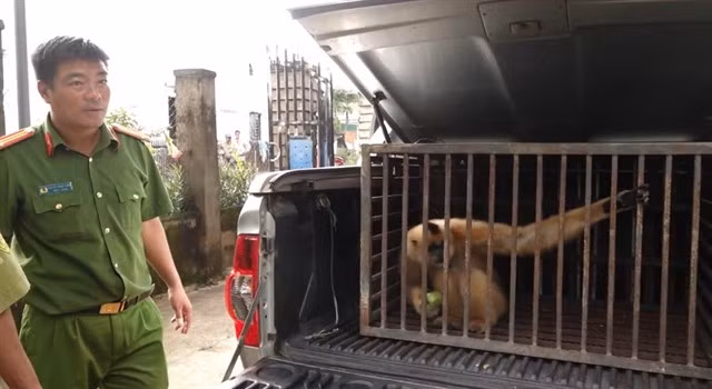 Ce gibbon à joues jaunes sera relâché dans la nature, conformément à la réglementation. Photo : gracieuseté de la police