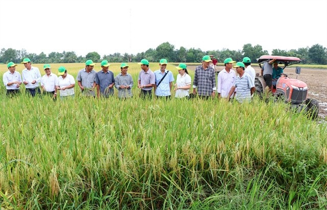 Un modèle de riziculture de haute qualité et à faibles émissions est mis en œuvre à la coopérative agricole de Phuoc Hao, dans la province de Vinh Long, dans le delta du Mékong. Photo : VNA