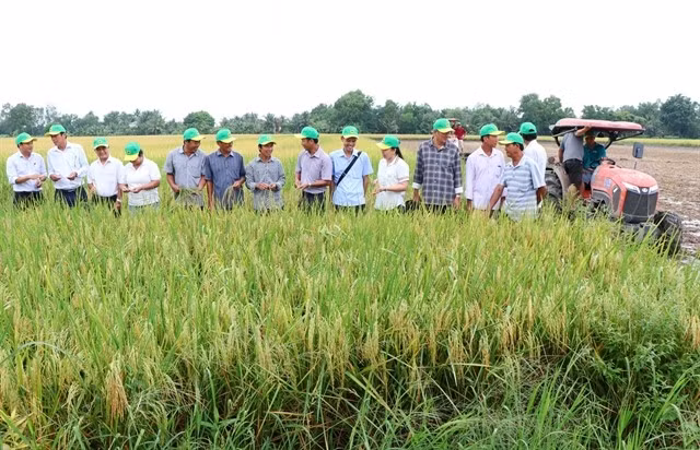 Un modèle de riziculture de haute qualité et à faibles émissions est mis en œuvre à la coopérative agricole de Phuoc Hao, dans la province de Vinh Long, dans le delta du Mékong. Photo : VNA