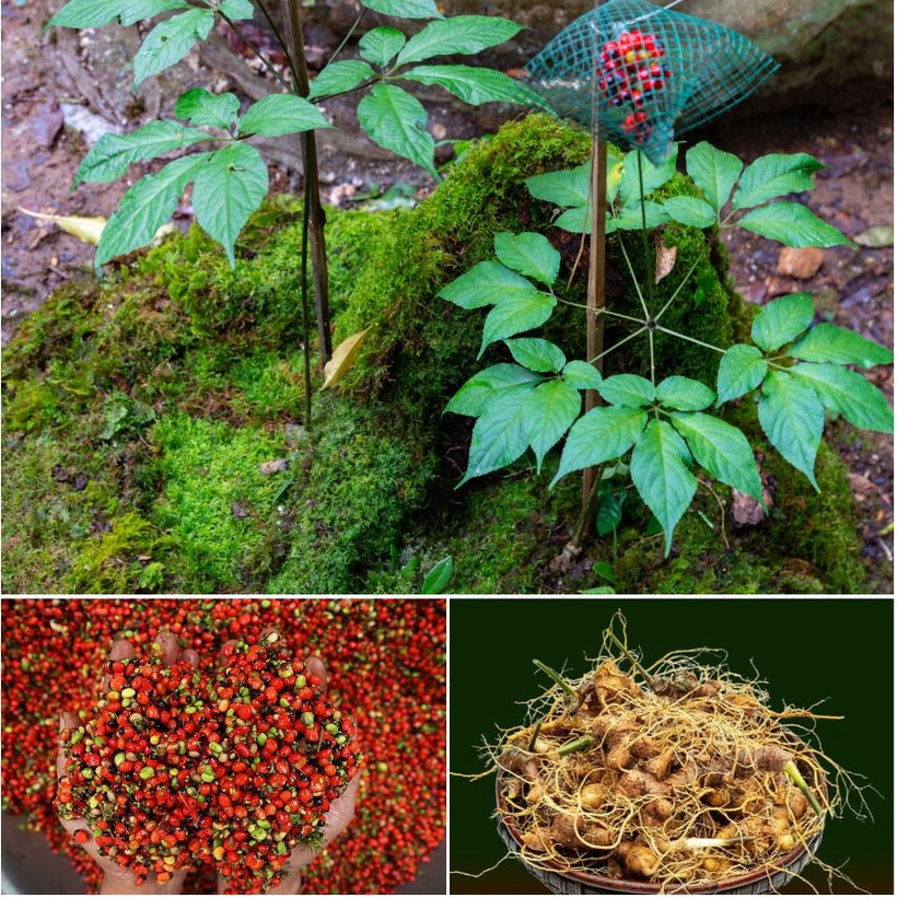 Le ginseng Ngoc Linh affirme progressivement son statut de produit national de portée internationale. Photo : VNP