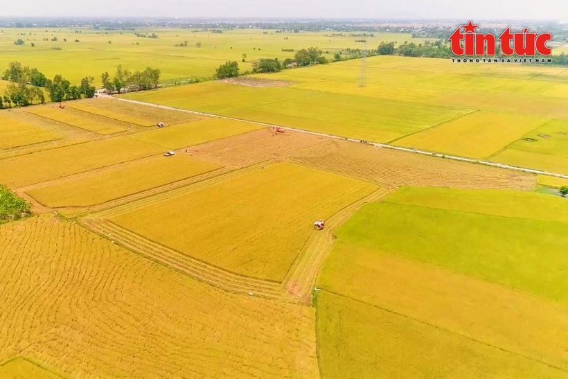 Développer une agriculture durable grâce au projet d'un million d'hectares de riz de haute qualité dans le delta du Mékong. Photo: VNA