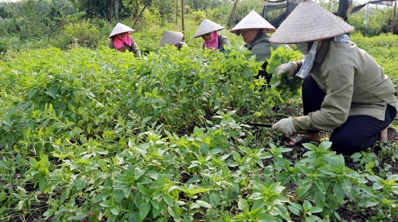 Récolte des plantes médicinales de la Coopérative de production et de transformation de plantes médicinales de Sinh Duoc, à Ninh Binh. Photo : VNP