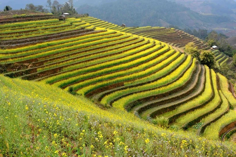 Un champ en terrasses dans la province montagneuse de Yên Bai. Photo : VNA