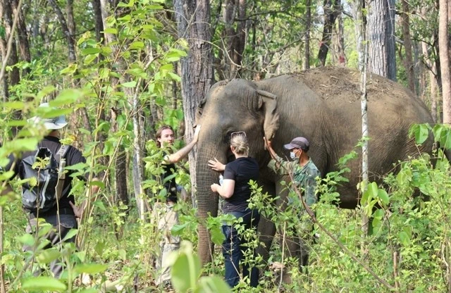 Des touristes étrangers entrent au contact avec un éléphant. Photo: baotainguyenmoitruong.vn