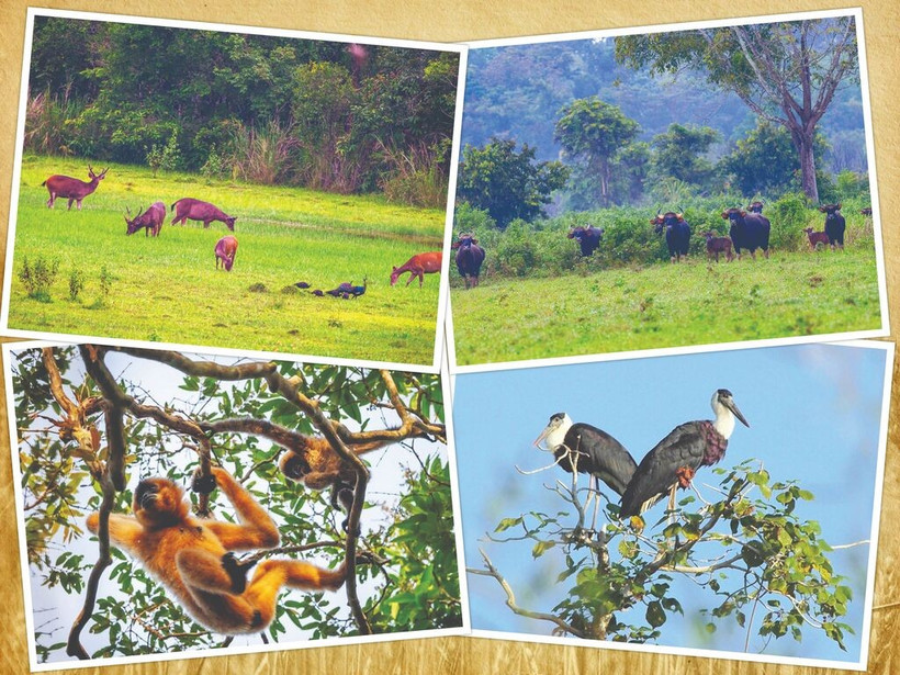 Animaux dans le Parc national de Cat Tiên. 