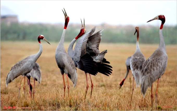 Des grues à tête rouge s’installant auparavant dans le Parc national de Tràm Chim. Photo : Dongthap.gov.vn