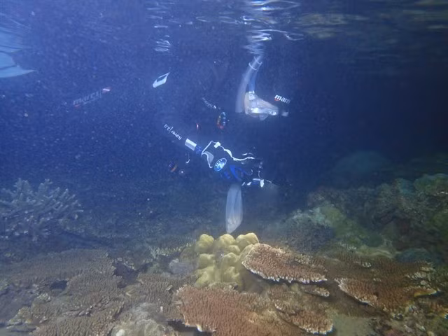 Un membre de l'équipe capture le moment où un corail libère ses œufs. Photo baokhanhhoa.vn