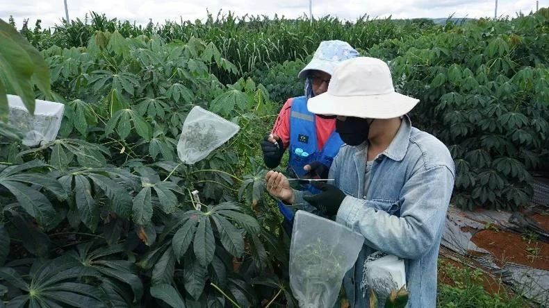 Les experts en recherche du Projet « Systèmes de production durables et résistants aux maladies dans la région du Mékong». Photo: NDEL