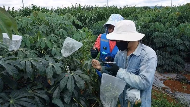 Les experts en recherche du Projet « Systèmes de production durables et résistants aux maladies dans la région du Mékong». Photo: NDEL